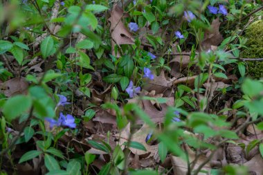 Arka planda kızılcık çiçekleri, kapatın