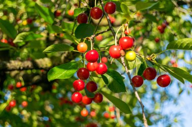 Arka plandaki dallarda olgun kirazlar