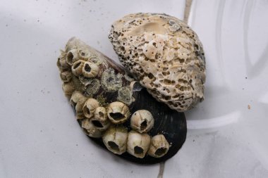 Arka planda parazit kabukları olan midye, kapat