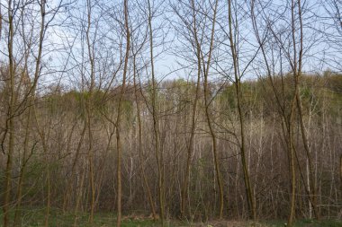 Arka planda ağaçlar olan sonbahar ormanı