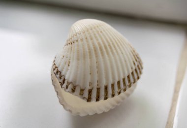 Beyaz kabuk arkaplanda açıldı, kapat