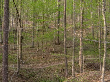 Arka planda ağaçlar olan sonbahar ormanı