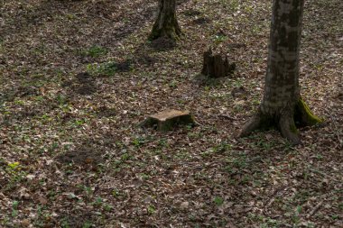 Arka planda kütük olan sonbahar ormanı