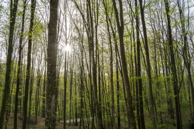 Arka planda ağaçlar olan sonbahar ormanı