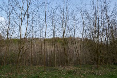 Arka planda ağaçlar olan sonbahar ormanı