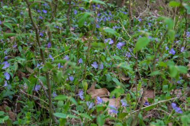 Arka planda kızılcık çiçekleri, kapatın