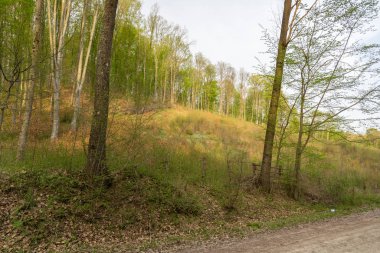 Arka planda ağaçlar olan sonbahar ormanı