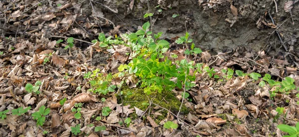 Bosque Otoño Con Plantas Verdes Fondo — Foto de Stock