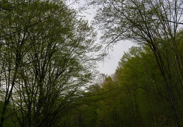 Őszi Erdő Fák Háttérben — Stock Fotó