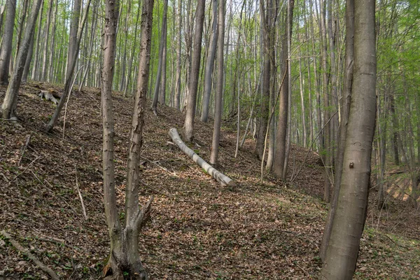 Осінній Ліс Деревами Фоні — стокове фото