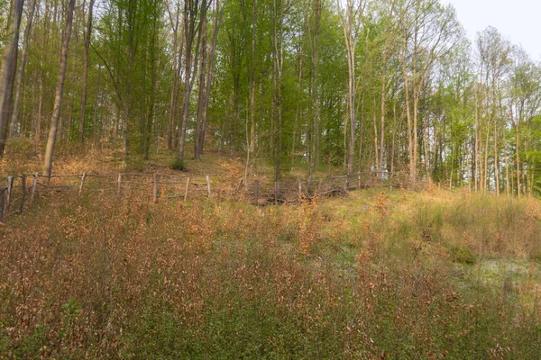 Herfst Bos Met Bomen Achtergrond — Stockfoto