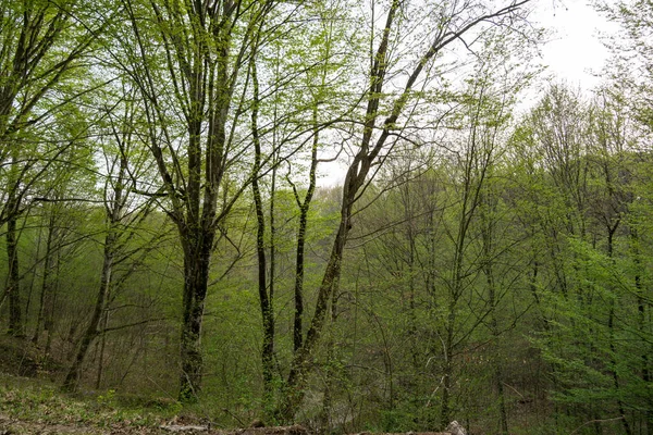 Arka Planda Ağaçlar Olan Sonbahar Ormanı — Stok fotoğraf