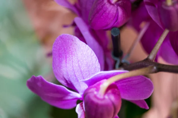 Orquídea Rosa Sobre Fondo Primer Plano —  Fotos de Stock