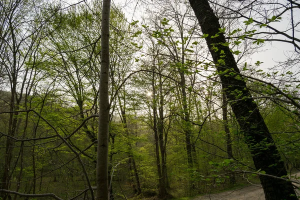 Herfst Bos Met Bomen Achtergrond — Stockfoto