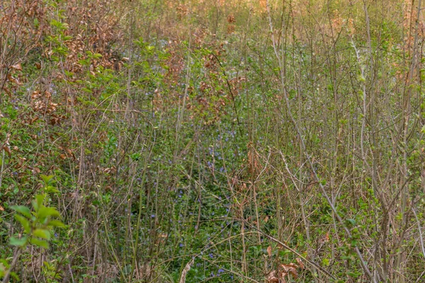 Floresta Outono Com Árvores Fundo — Fotografia de Stock