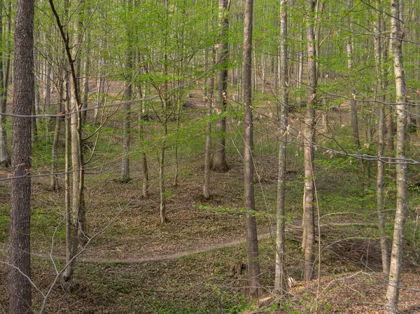 Arka Planda Ağaçlar Olan Sonbahar Ormanı — Stok fotoğraf