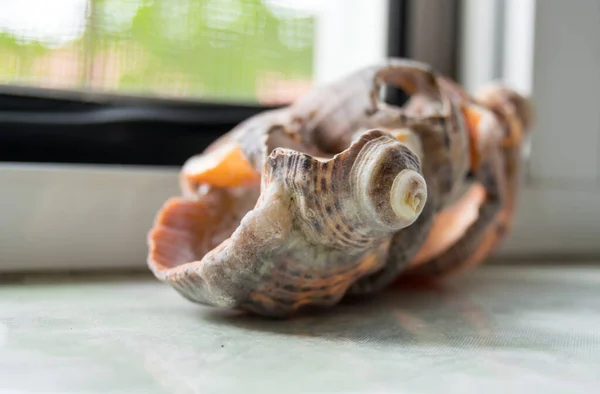 Shell Sea Snail Background Close — Stock Photo, Image