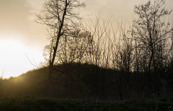 Arka Planda Günbatımında Ağaçlar Olan Sonbahar Ormanı — Stok fotoğraf