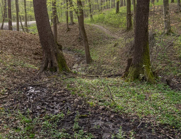 Arka Planda Ağaçlar Olan Sonbahar Ormanı — Stok fotoğraf
