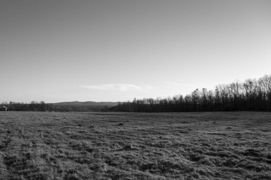 Genç bir ormanın yakınındaki çayırda güneşli bir kış günü.