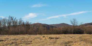 Genç bir ormanın yakınındaki çayırda güneşli bir kış günü.