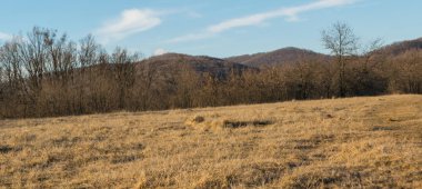 Genç bir ormanın yakınındaki çayırda güneşli bir kış günü.