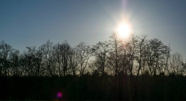 Genç bir ormanın yakınındaki çayırda güneşli bir kış günü.