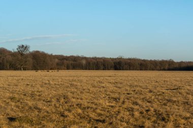Genç bir ormanın yakınındaki çayırda güneşli bir kış günü.