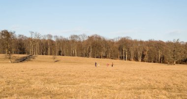 Genç bir ormanın yakınındaki çayırda güneşli bir kış günü.