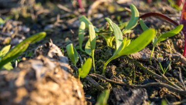 zephyr çiçeği seçici odak
