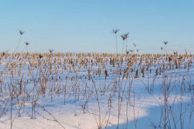 Kış günbatımı buharlı mısır tarlasında