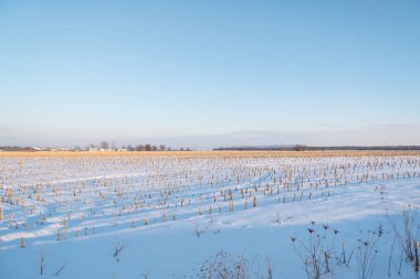 Kış günbatımı buharlı mısır tarlasında