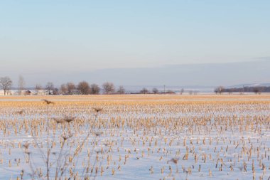 Kış günbatımı buharlı mısır tarlasında