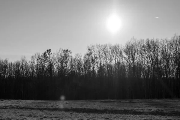 Genç Bir Ormanın Yakınındaki Çayırda Güneşli Bir Kış Günü — Stok fotoğraf