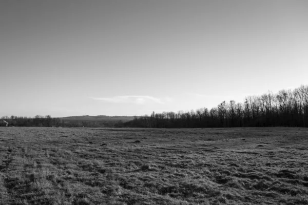 Sunny Winter Day Meadow Young Forest — Stock Photo, Image