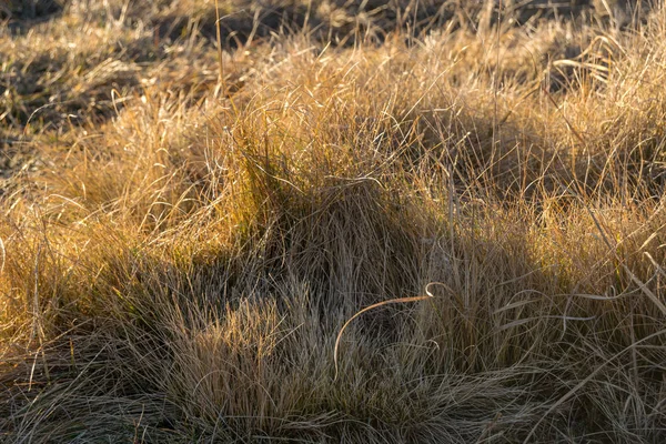 Bella Erba Dorata Nel Campo — Foto Stock