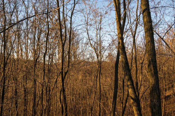 Genç Bir Ormanın Yakınındaki Çayırda Güneşli Bir Kış Günü — Stok fotoğraf