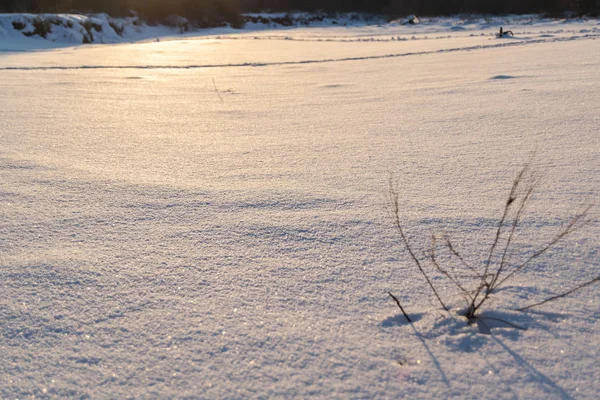 Vinter Solnedgång Över Majsfält Med Skurna Ångor — Stockfoto