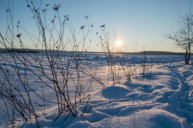 Kış günbatımı buharlı mısır tarlasında