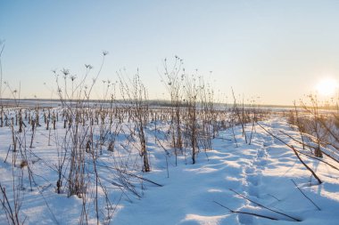 Kış günbatımı buharlı mısır tarlasında