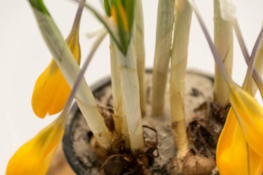 Stüdyoda portakallı sonbahar gülü