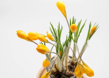 Stüdyoda portakallı sonbahar gülü