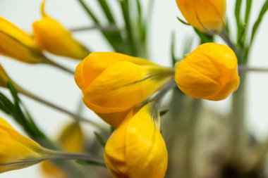 Stüdyoda portakallı sonbahar gülü