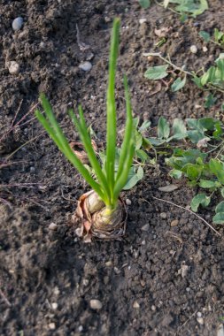 zephyr çiçeği seçici odak