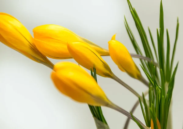 Orange autumn crocus in the studio — Stock Image Orange Autumn Crocus Studio Stock Photo