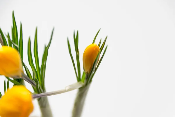 Orange autumn crocus in the studio — Stock Image Orange Autumn Crocus Studio Stock Image