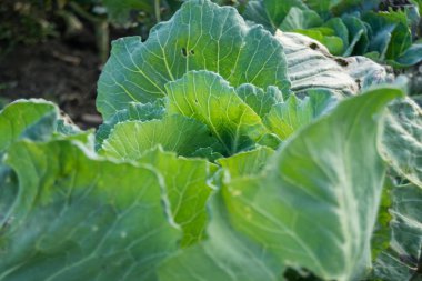 zephyr çiçeği seçici odak