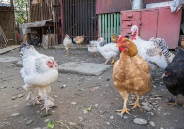 Bahçedeki tavuklar güneşli bir günde