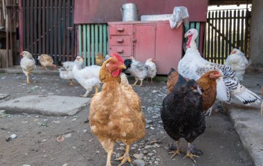 Bahçedeki tavuklar güneşli bir günde