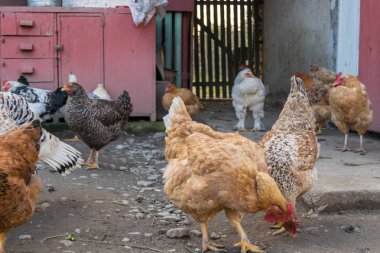 Bahçedeki tavuklar güneşli bir günde